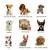 Cute Small Dog Breeds List