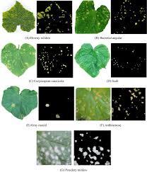 Leaf Image Based Cucumber Disease Recognition Using Sparse Representation Classification Sciencedirect