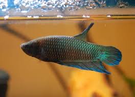 In recent years king bettas have come on the market that have heavier bodies and range three to betta fish that live in the wild eat live food, mostly bugs. I Want To See Pics Of Your Betta Bettas Male Or Female Aquarium Advice Aquarium Forum Community