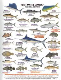 Found On Bing From Quazoo Com Florida Fish Fish Chart