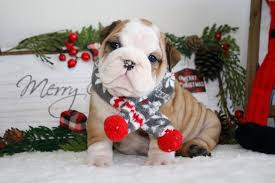 French bulldog puppies for sale. Dreamy Bulldogs Available English French Bulldogs For Sale In Florida