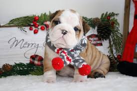English bulldog dog breeders, english bulldogs & mastiffs, k's pups chi's & english bulldog, 13week old. Dreamy Bulldogs Available English French Bulldogs For Sale In Florida