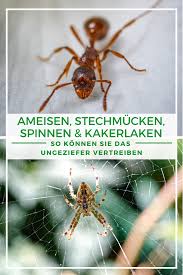 Ameisen Co So Bekampfen Sie Ungeziefer Im Gartenhaus Ungeziefer Ungeziefer Im Haus Gartenhaus