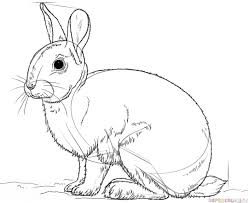 How To Draw A Rabbit Step By Step Drawing Tutorials For Kids And Beginners Bunny Coloring Pages Bunny Drawing Super Coloring Pages