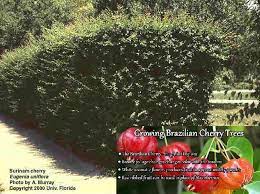 The small thin leaves allow. Suriname Cherry Hedge Darker Fruit It Sweeter Crushed Leaves Repel Flies Outdoor Gardens Hedges Fly Repellant