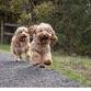 mini poodle and mixes meet up. (cockapoo, cavapoo event image