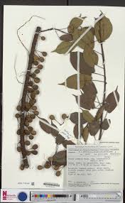 Image result for Ficus tremula