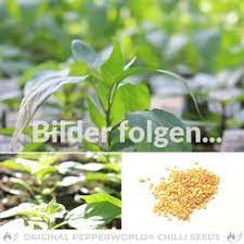 Explosive ember hot peppers pk/10. Malaysian Explosive Ember Chilisamen Online Kaufen Pepperworld Hot Shop
