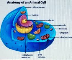 The best way to now you need to make a list of all the parts, or organelles, you will need to include in your 3d cell model. How To Make An Animal Cell 10 Steps Instructables