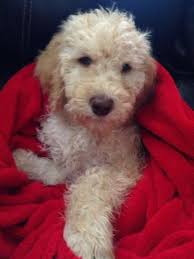 The breeders listed below are tried and true, and come highly recommended by the owners of. Goldendoodle For Sale In Black Forest Colorado Classified Americanlisted Com