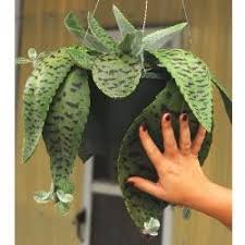 Kalanchoe Gastonis Bonnieri Donkey Ears Succulent Gardening Succulent Landscaping Cacti And Succulents