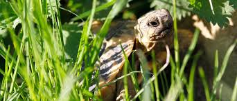Die haltung von testudo hermanni boettgeri ist von den klimatischen verhältnissen her, die am besten geeignete schildkrötenart. Grundsatzliches Zur Schildkrotenhaltung