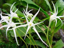 Image result for Cyrtorchis