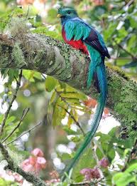 Names Birds That Start With Q Weirdest Birds Google Search Q Is For Quetzal Grabados De Aves