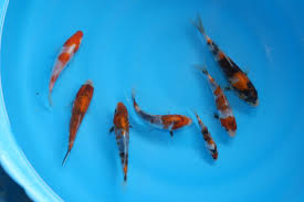 Find koi in fish for rehoming | buy or sell fish or aquariums in alberta. Baby Koi Fish Biological Science Picture Directory Pulpbits Net