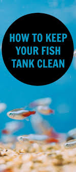 How often should i clean my fish tank completely? How To Keep Your Fish Tank Clean Pbs Pet Travel