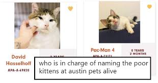 Austin proudly became a no kill city in 2010. Whoever Named These 13 Kittens At A Cat Shelter Must Have Been Licking The Catnip The Poke