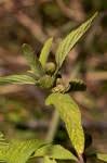 Image result for Lippia javanica
