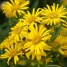 Image result for Aster