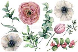 Watercolor Flower Set With Eucalyptus Leaves Hand Painted Anemone Ranunculus Affiliate Hand Leaves Ane Watercolor Flowers Watercolor Images Anemone