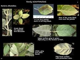 Image result for Barleria albostellata