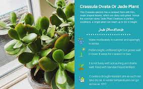 Crassula Ovata Or Jade Plant And Crassula Ovata Hybrids Like Crassula Ovata Gollum Jade Plants Crassula Ovata Jade Plant Care