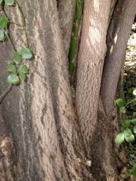 Image result for Balanites maughamii