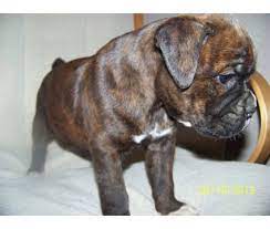 Dogs For Sale In Ashburn Virginia Brindle Boxer Puppies Boxer Puppies Brindle Boxer