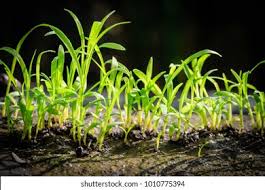 Image result for Lipocarpha chinensis