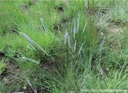 Image result for Elionurus