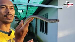 PENANDAAN HIDUPAN LIAR || MEMASANG CHIP, RING, DAN KOLAR PADA HAIWAN