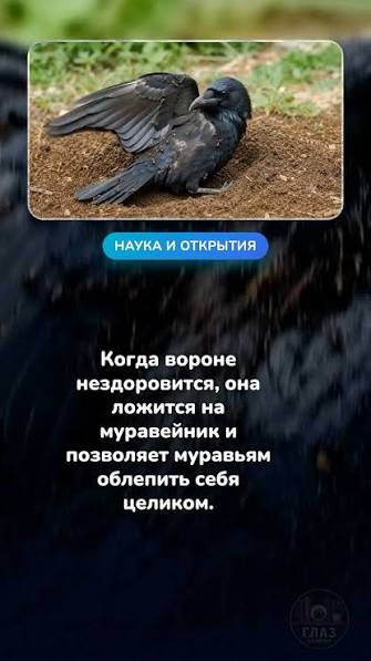 🐦 ����� ������� � �������� � ��� �� ���! ����� ����� ��������� ���� �������  ��� ��������� ����������, ��� �� ������ ������� ��������, ��� ����� �����  � ��������. ������ � ������ ����� ����