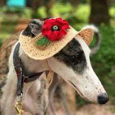 Pin On Dogs