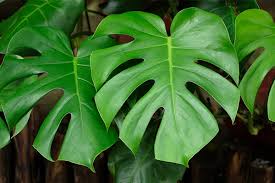 Image result for Monstera
