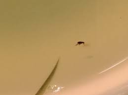 In der küche hatte ich sie noch nie, wohl aber im kinderzimmer, flur, bad, wohnzimmer. Schwarze Springende Kafer Insekten Lause Wanzen