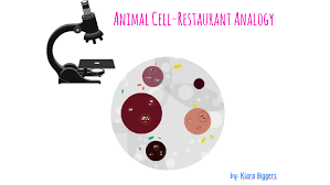 A comparison between two things, typically on the basis of. Animal Cell Restaurant Analogy By Kiara Biggers