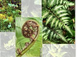 Check spelling or type a new query. Plants Chapter 8 What Are Plants 1 Plants