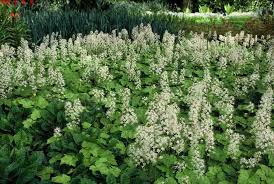 12 bodembedekkers voor schaduwrijke plaatsen groenvandaag bodembedekker schaduwplanten achtertuin schaduw