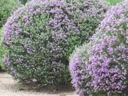 Whether purple is your favorite color or you simply want to spruce up your yard with a color symbolic of luxury, royalty, and elegance, planting a few purple shrubs is the. Our Desert Is Cascading With Purple Flowering Bushes Purple Flowering Bush Flowering Bushes Drought Tolerant Garden