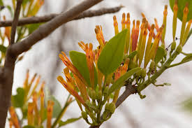 Image result for Agelanthus crassifolius