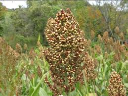 Image result for Cymbopogon pospischilii