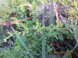 Image result for Polycarpaea prostratum