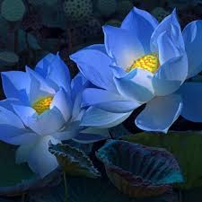 Get lotus flower at best price from lotus flower sellers & suppliers in india. Blue Lotus Flowers Forum Avatar Profile Photo Id 218787 Avatar Abyss
