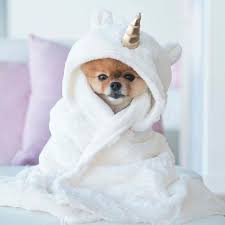 2 hunde schüsseln sowie sein bett mit seinem kuscheltier und sehr viel essen und ein geschirr und eine leine wird mitgegeben. All About Playfull Pomeranian Puppies Pomeraniansarecool Jualpomeranian Pom Susse Tiere Babytiere Baby Katzen