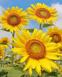 Https Www Facebook Com Worldofsunflower Photos A 1873650359548246 2225178001062145 Type 3 Theater Trees To Plant Sunflower Flowers