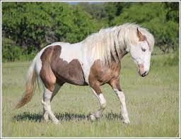 Curly Horse Bashkir Curly Horses American Bashkir Curly Horses Horse Breeds Beautiful Horses