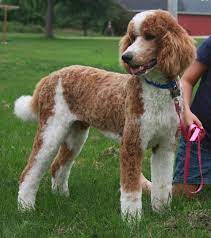 Located in san diego county, california, b poodles specializes in breeding healthy, happy, gorgeous standard poodle puppies (simply the best) for show, companion and service dogs. Red White Parti Standard Poodle Poodle Poodle Puppy Poodle Puppy Standard Poodle Haircut