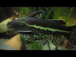 New 'jaguar' catfish species found in amazon. Liosomadoras Oncinus Alchetron The Free Social Encyclopedia