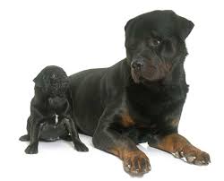 You are wiping off an entire re: Rottweiler Average Life Expectancy With 21 Examples Embora Pets