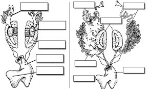 Student Guide To The Frog Dissection